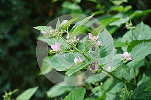 Anomala dubia beetle and bumblebee fly over blackberry flowers in June. Berlin, Germany