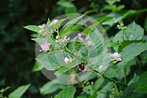 Anomala dubia beetle and bumblebee fly over blackberry flowers in June. Berlin, Germany