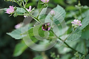 Anomala dubia beetle sits on a blackberry flower in June. Berlin, Germany
