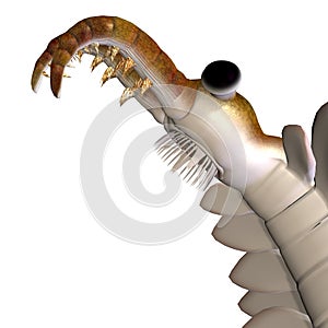 Anomalocaris Animal Head