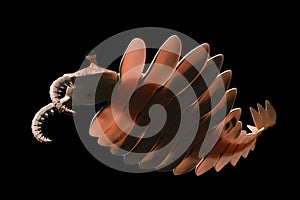 Anomalocaris, creature of the Cambrian explosion, isolated on black background