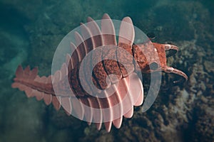 Anomalocaris, prehistoric creature of the Cambrian period 3d science rendering photo