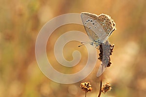 Anomalous blue butterfly