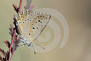 Anomalous blue butterfly