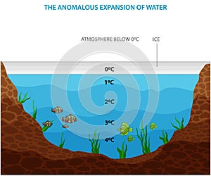 The anomalous expansion of water or anomalous behavior of water