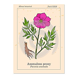 Anomalous peony Paeonia anomala , medicinal plant