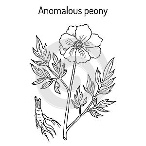 Anomalous peony Paeonia anomala , medicinal plant