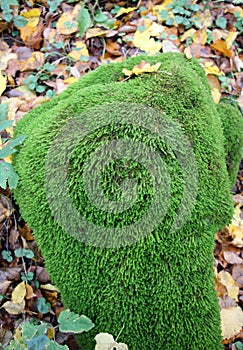 Anomodon moss grows on the stone in the forest