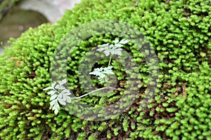 Anomodon moss grows on the stone in the forest