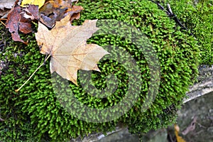 Anomodon moss grows on the stone in the forest