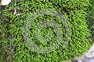 Anomodon moss grows on the stone in the forest