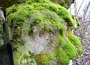 Anomodon moss grows on the stone in the forest