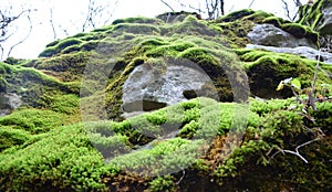 Anomodon moss grows on the stone in the forest