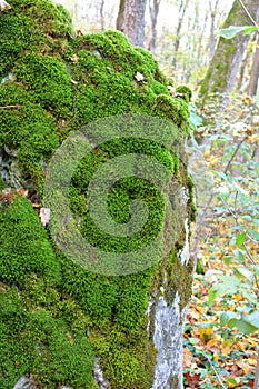 Anomodon moss grows on the stone in the forest