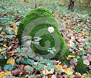 Anomodon moss grows on the stone in the forest