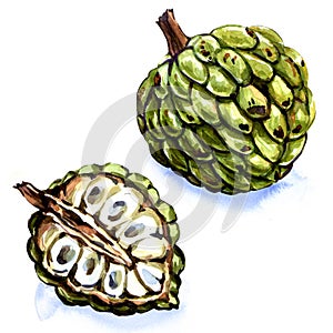 Anone fruit isolated