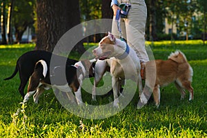 Anonymous female walking with american pitbull in park. Dog meeting other dogs at sunset