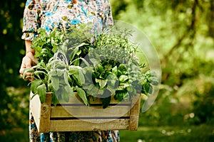 Anonymous gardener with collected greens in container