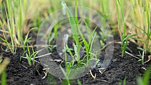 Anonymous pours sprouts on field with small water streams