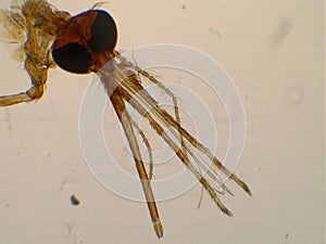 Anopheles biting midge under microscope. Vector of malaria pathogen photo