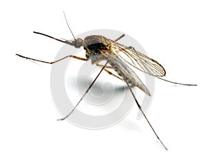 Anopheles mosquito photo