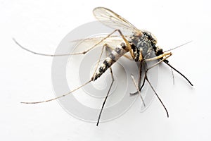 Anopheles mosquito photo