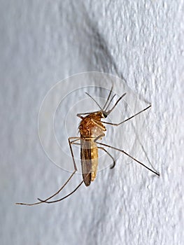 Anopheles mosquito