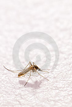 Anopheles mosquito