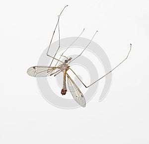 Anopheles mosquito, crane fly photo