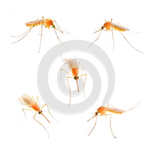 Anopheles mosquito. photo