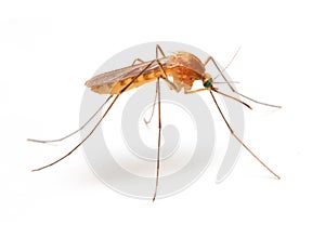Anopheles mosquito. photo