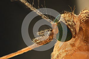 Anopheles mosquito, extreme close-up