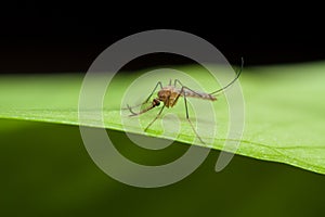 Anopheles mosquito on green leaf