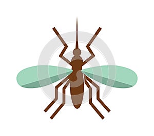 Anopheles mosquito vector illustration