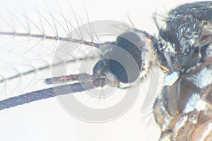 Anopheles sp. Mosquito Larva in the water for education.