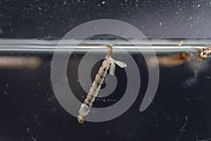 Anopheles sp. in the water for education.