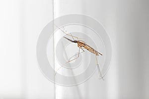 Anopheles spp. Mosquito (lateral view)