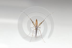 Anopheles spp. Mosquito (top view) photo