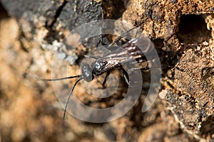 Anoplius nigerrimus spider-hunting wasp hunting