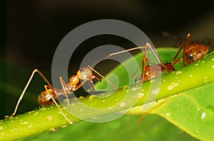 Anoplolepis gracilipes Crazy ants