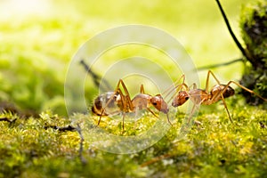 Anoplolepis gracilipes, yellow crazy ants, on mos plant,