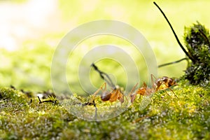 Anoplolepis gracilipes, yellow crazy ants, on mos plant,