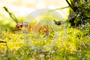 Anoplolepis gracilipes, yellow crazy ants, on mos plant, photo