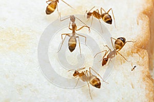 Anoplolepis gracilipes, yellow crazy ants, on Sliced â€‹â€‹bread,