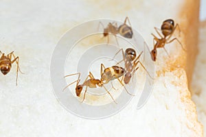 Anoplolepis gracilipes, yellow crazy ants, on Sliced â€‹â€‹bread,