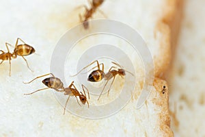 Anoplolepis gracilipes, yellow crazy ants, on Sliced â€‹â€‹bread,
