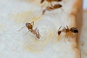 Anoplolepis gracilipes, yellow crazy ants, on Sliced â€‹â€‹bread,