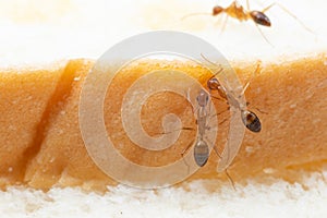 Anoplolepis gracilipes, yellow crazy ants, on Sliced â€‹â€‹bread,