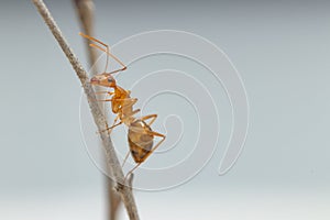 Anoplolepis gracilipes, yellow crazy ants, on Sliced â€‹â€‹bread,