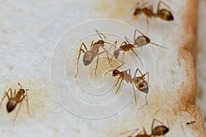 Anoplolepis gracilipes, yellow crazy ants, on Sliced â€‹â€‹bread,